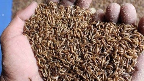 Ulat jerman sehingga anda tidak perlu repot untuk membuatnya sendiri. Gambar Ternak Ulat Kandang Kicaumaniaku