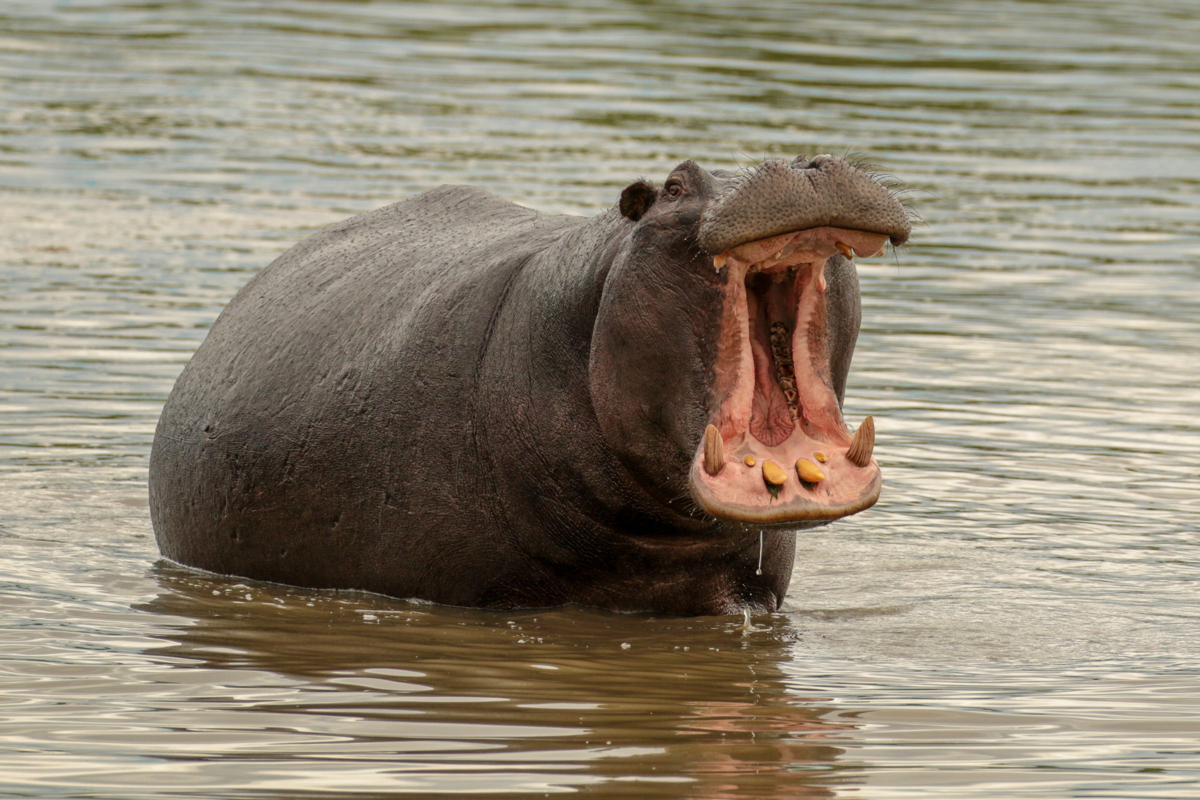Suche dir eine größe aus. Species For Sale Hippopotamus By Thomas Gomersall By Wwf Hk Panda Blog Wwf Hong Kong Medium