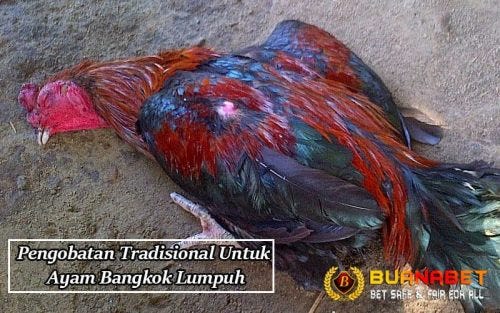 Pengobatan Tradisional Untuk Ayam Bangkok Lumpuh Stefanny