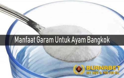 5 MANFAAT GARAM UNTUK AYAM BANGKOK KESAYANGAN ANDA | by Stefanny Chandra |  Medium