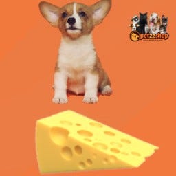 Bakislari Tuhaf Diye Terk Edilen Kopegi Sahiplenmek Icin 150 Kisi Basvurdu Bbc News Turkce