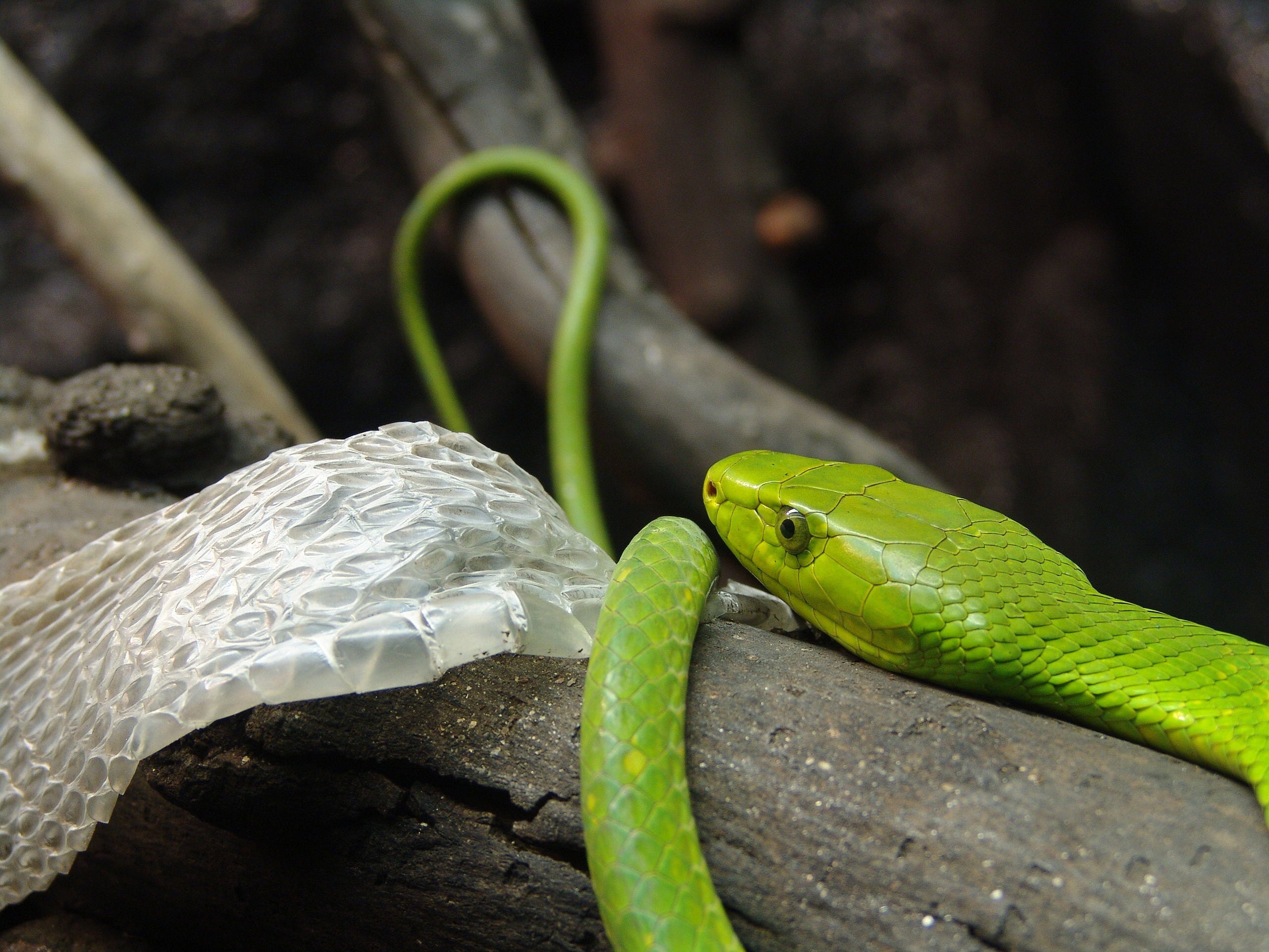 I Ve Always Wondered Who Would Win In A Fight Between The Black Mamba And The Inland Taipan