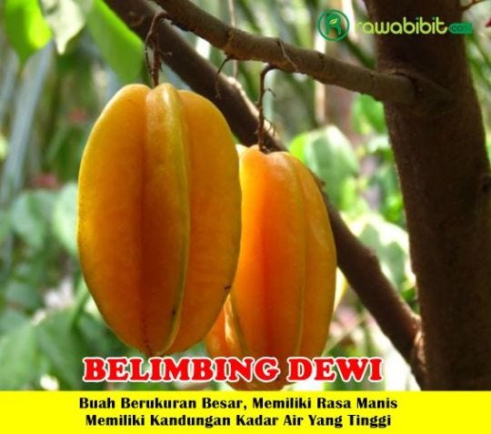 Bibit Belimbing Dewi. Apa sich dahsyatnya buah BELIMBING DEWI… | by David  Marlon | Medium