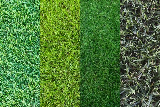 What kind of grass do i have? The Grass Is Always Greener Two People Can Be Looking At The Same By David Spencer The Aambc Journal Medium