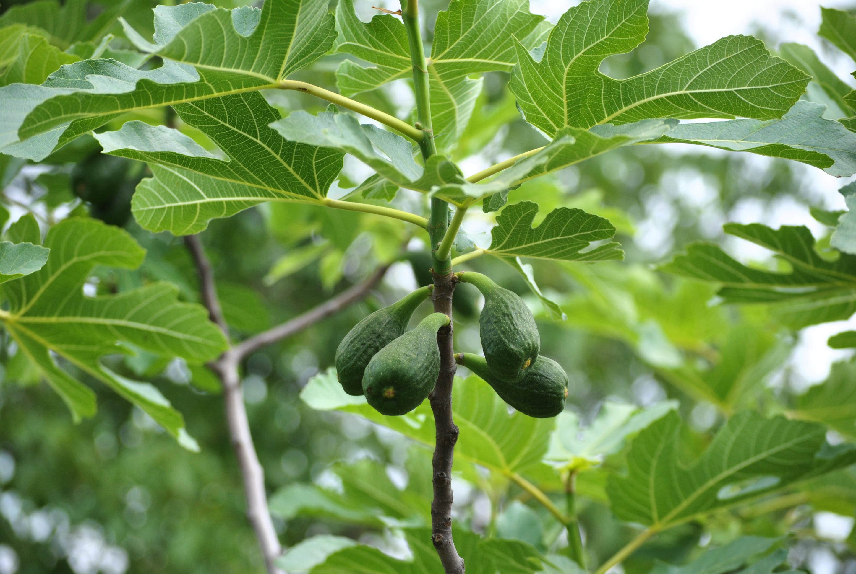 Grow Your Own Avocado Tree The Old Farmer S Almanac