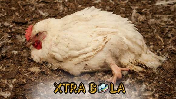 Penyebab Dan Cara Mencegah Ayam Bangkok Mati Mendadak