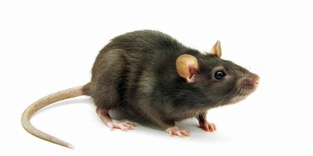 082334317200 jasa pembasmi tikus kenjeran surabaya | by cica azizah3003 |  Medium