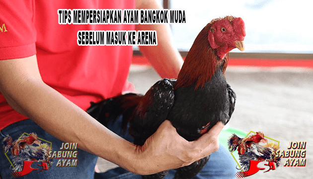 Tips Mempersiapkan Ayam Bangkok Muda Sebelum Masuk Ke Arena Shella Lie Medium 
