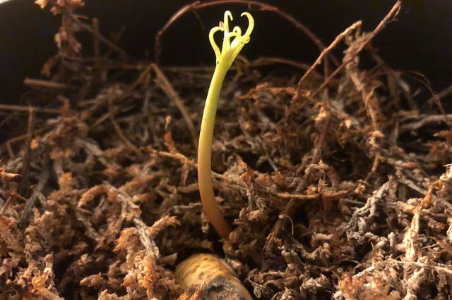 How To Grow A Mango Tree Plant A Mango Seed Mango Board