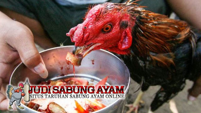 Cara Membuat Jamu Ayam Sehari Sebelum Diadu Jamu ayam aduan menjelang diadu merupakan kebutuhan yang sangat penting dalam adu ayam karena jamu ayam berfungsi sebagai penambah kekuatan ayam waktu di adu.