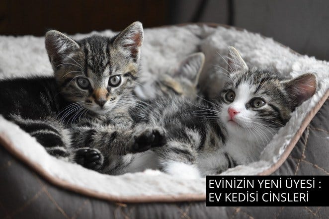 En Sevimli Kedi Irklari Kediler Vetrehberi