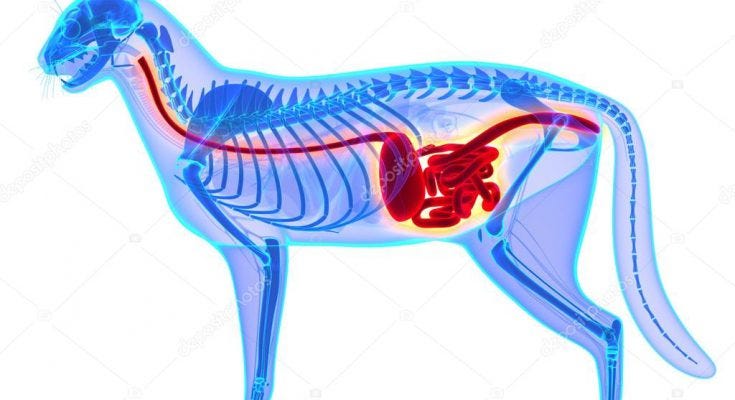 Kedilerde En Cok Gorulen 16 Yaygin Hastalik