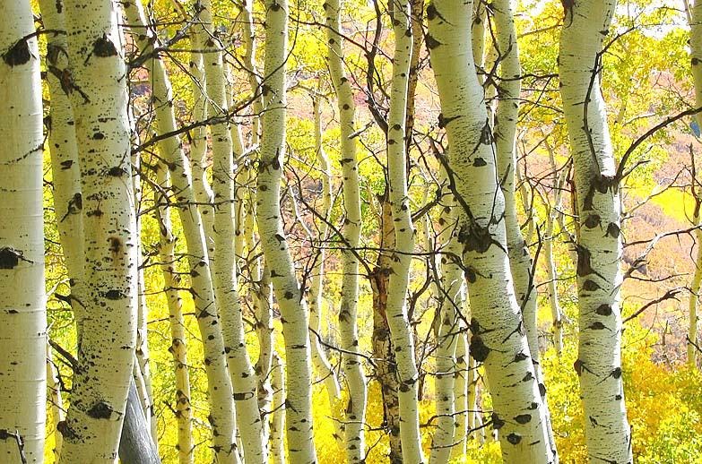 Twig Quaking Aspen Tree Birch Png 1024x1622px Twig Aspen Bark Birch Branch Download Free