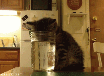 Follow these tips and you'll fall a. 24 Cute And Funny Pics Of Animals Falling Asleep You Ll Never Unsee 12 By Xen Life Medium