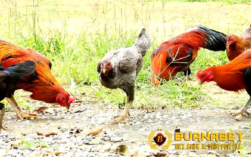 Menyembuhkan goham pada lubang nafas bintik putih cara pakai. Ketahui Dengan Benar Penyebab Tembolok Ayam Macet By Stefanny Chandra Medium