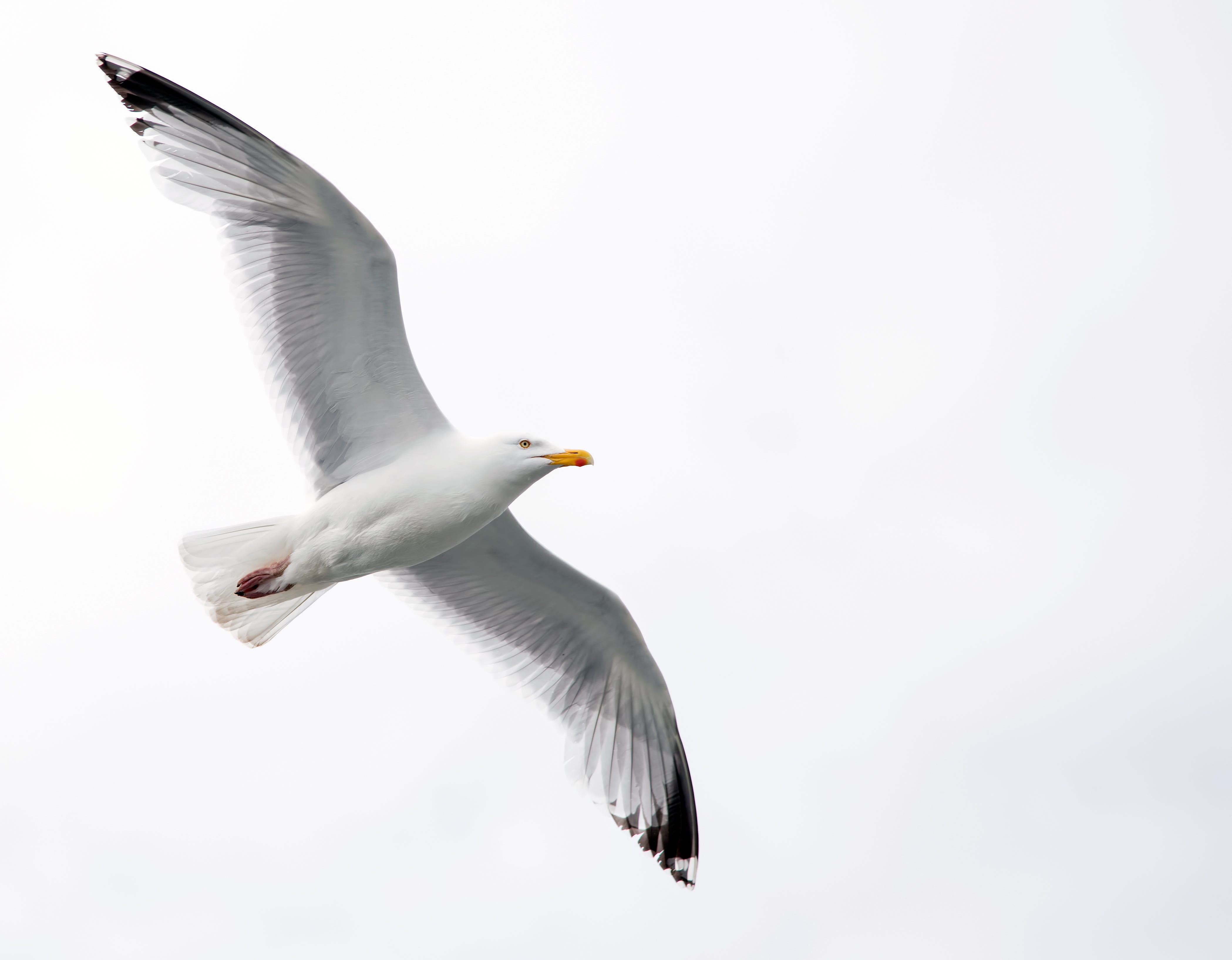 Quotes From Jonathan Livingston Seagull By Richard Bach Jonathan Livingston Seagull Music Book Livingston
