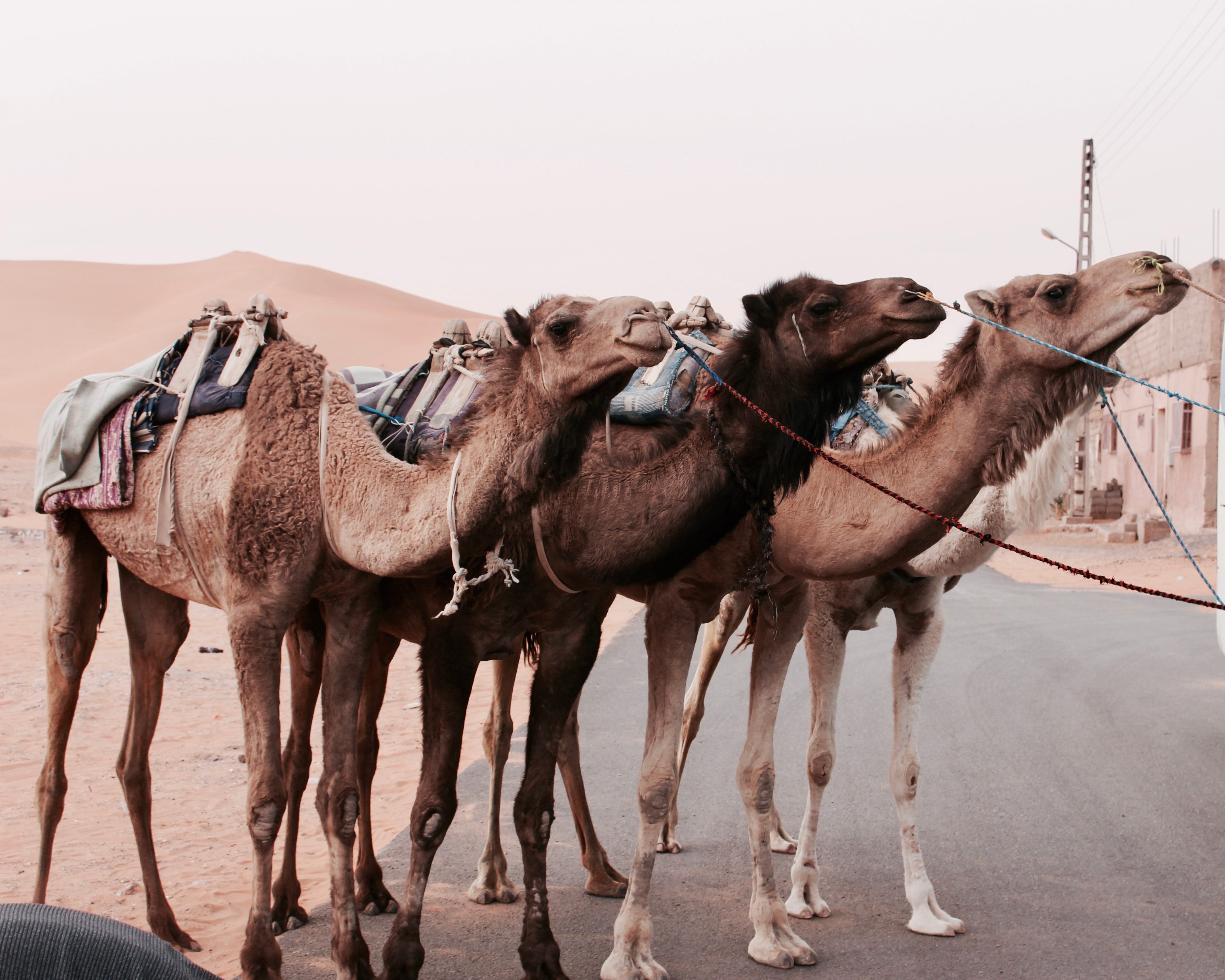 26 a camels habitat the camels habitat is the desert. Case Styles Camel Pascal Snake And Kebab Case By Patrick Divine Better Programming