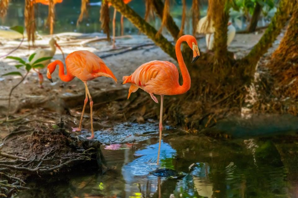 Hundreds of free spring coloring pages that will keep children busy for hours. Physics Not Genetics Explains Why Flamingos Stand On One Leg By Ethan Siegel Starts With A Bang Medium