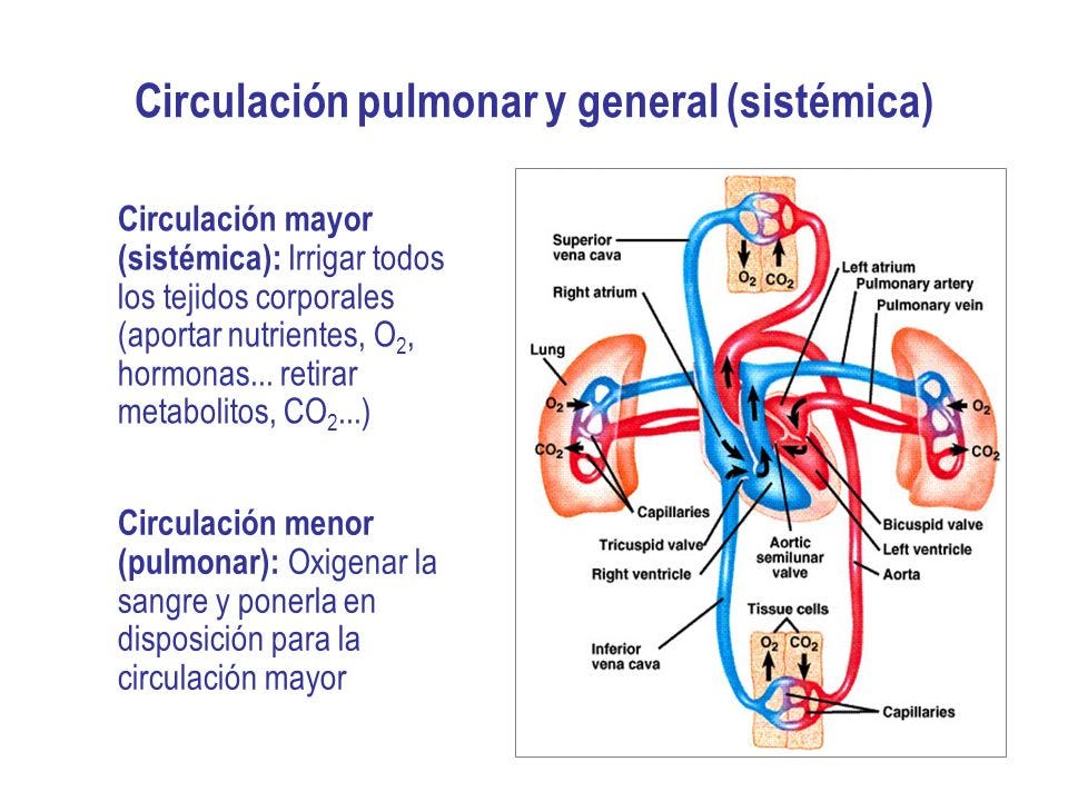 LA CIRCULACIÓN MAYOR Y MENOR. La circulación en el ser humano es… | by  11-MH-ELTON FRANK QUISPE CUSICHE | SISTEMA CIRCULATORIO | Medium
