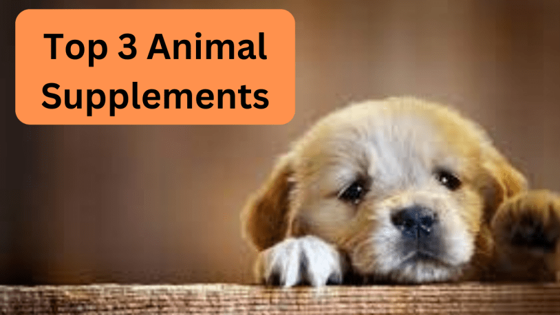 Unlocking the power of animal supplements: a comprehensive guide