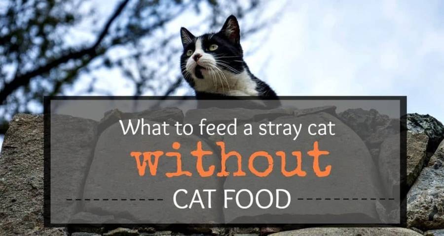What to Feed a Stray Cat Without Cat Food: Quick and Safe Options