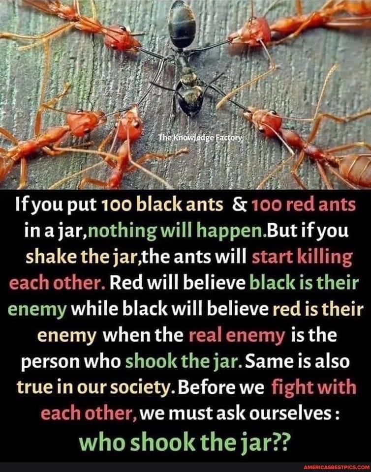 Allegory About Ants to Illustrate Divide and Conquer Strategy. Allegory About Ants to Illustrate Divide and Conquer Strategy: If you put 100 black ants & 100 red ants in a jar,nothing will happen.But if you shake the jar,the ants will start killing each other. Red will believe black is their enemy while black will believe red is their enemy when the real enemy is the person who shook the jar. Same is also true in our society. Before we fight with each other, we must ask ourselves: who shook the jar? And why?