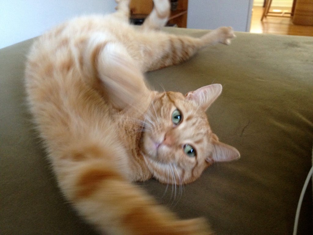 A few hours ago i picked up the ashes of my cat otis, who lived just 15