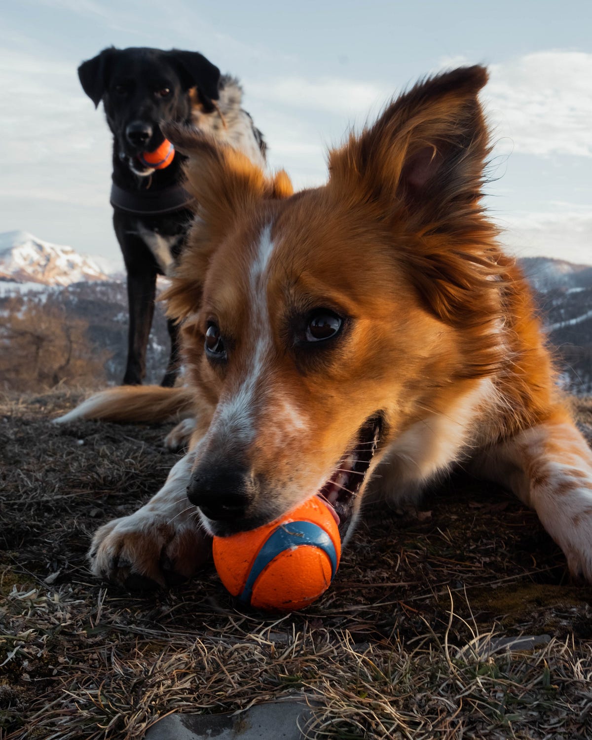 Mental agility unleashed: brain training tips for a sharper dog mind unlock your dog's