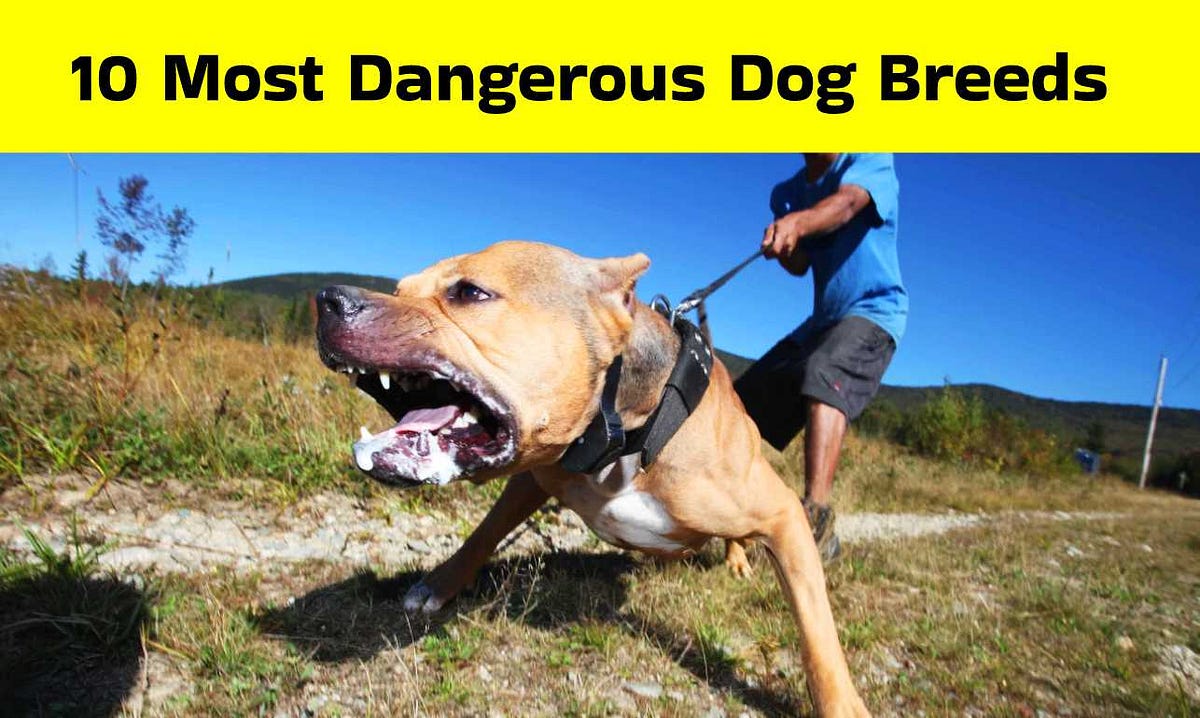 Most dangerous dog breeds