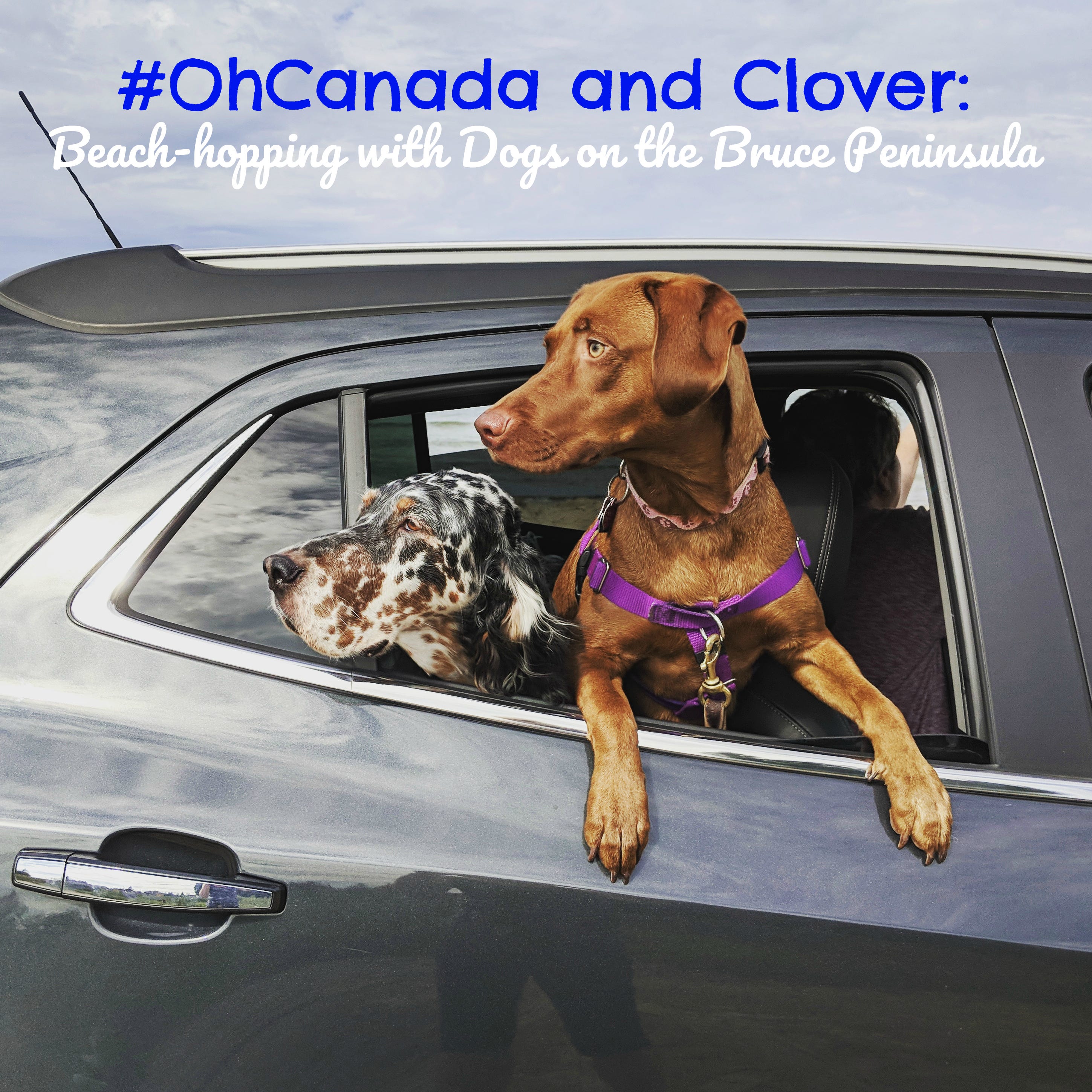 Day Trips Near Me With Dogs