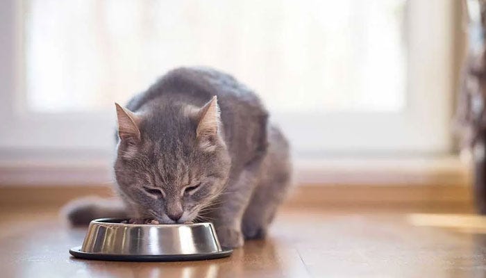 5 healthiest things to feed a cat