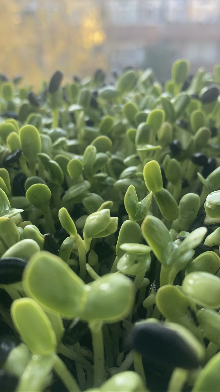 Zwarte Zonnebloem Microgroenten