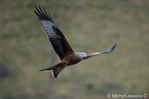 birds flight mirrorless settings eos canon flying