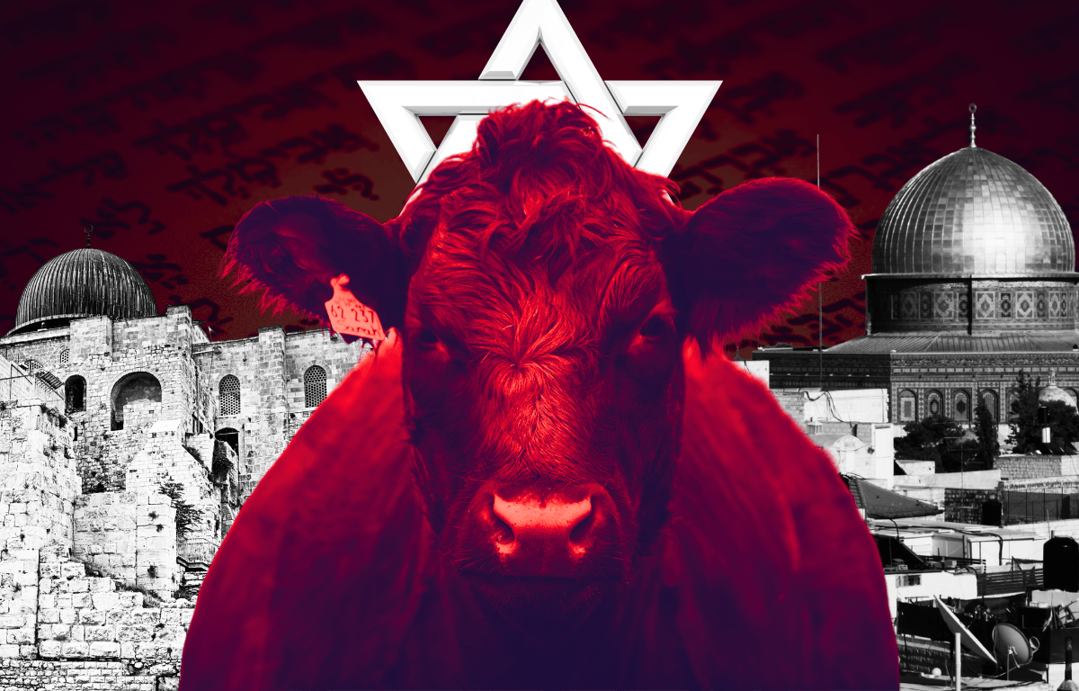 بقرة حمراء : البقرة التي ينتظرها اليهود لتدمير الاقصى وبناء هيكلهم