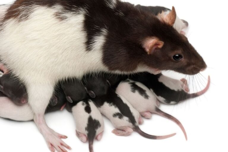 Do rats & mice lay eggs? (no, here is why)