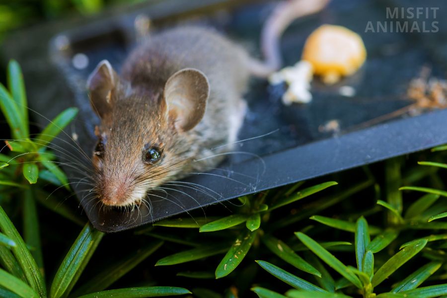 Do rats & mice lay eggs? (no, here is why)