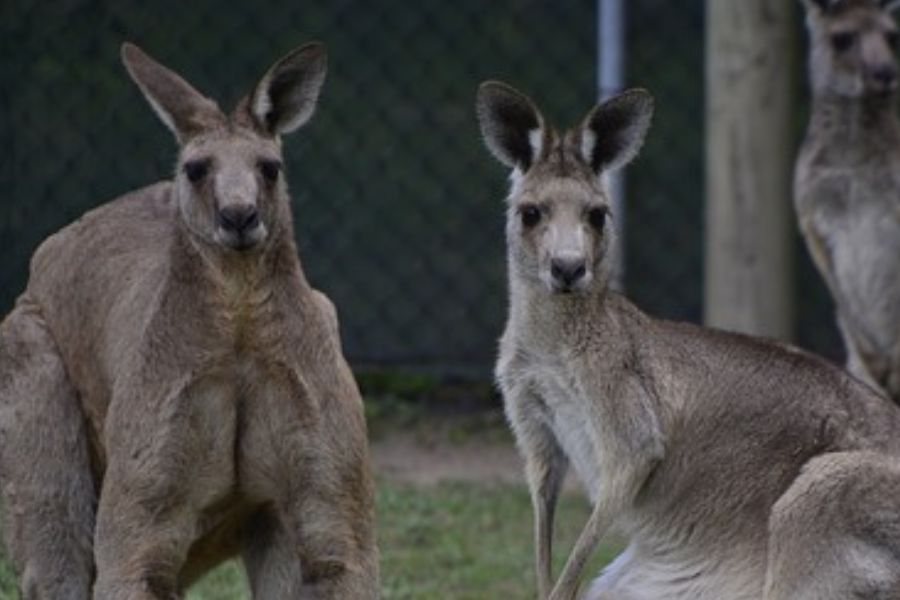 How do kangaroos give birth? (their unique reproduction)