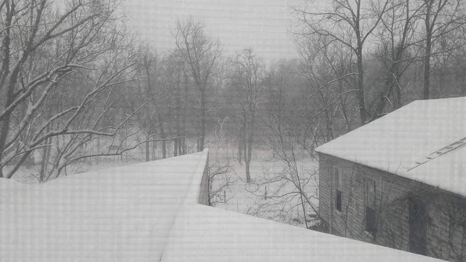 Friday, 1/22: Snowy woods behind our place.