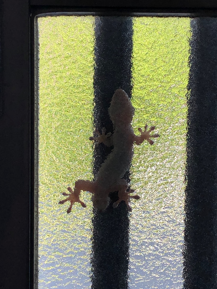 ヤモリのかくれんぼ2