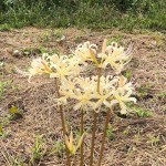 10.02曼珠沙華1