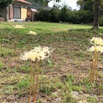 10.02曼珠沙華2