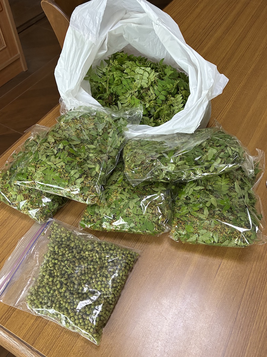 山椒の若葉