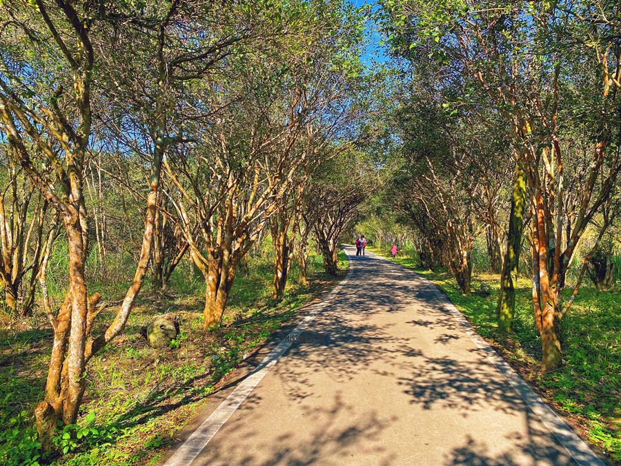 苗栗南庄景點【向天湖】守護賽夏族的矮靈祭聖地！漫步苦茶樹步道！必吃馬奧蛋/馬告蛋！