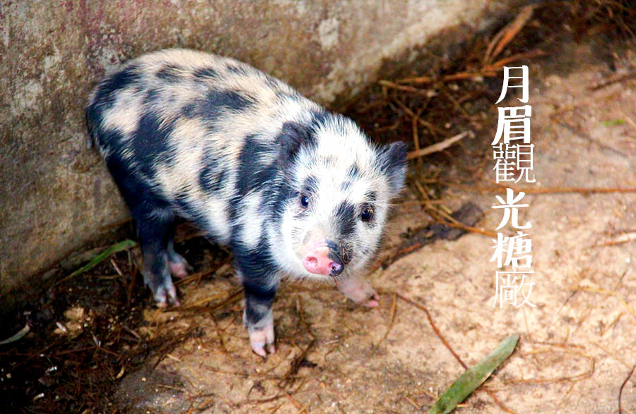 台中后里景點【月眉觀光糖廠】全國唯一囪底隧道！親子同遊．老少咸宜