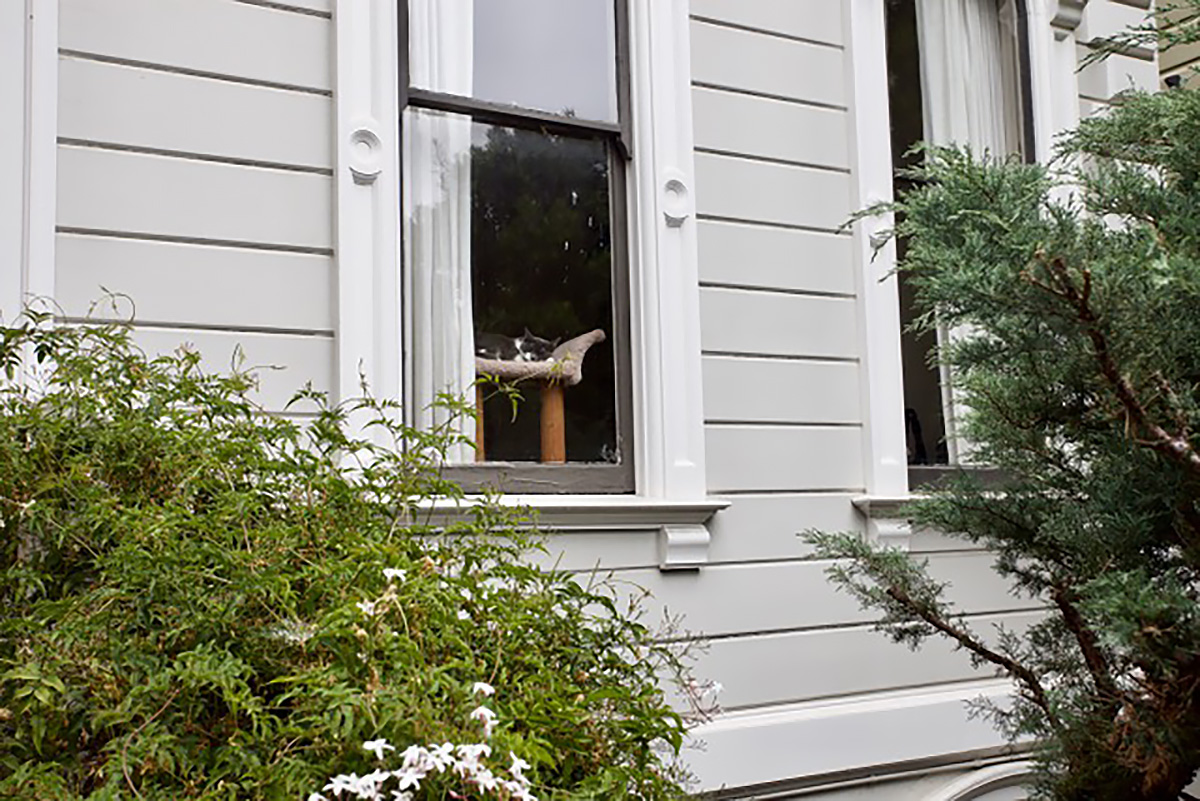 Cat in a window