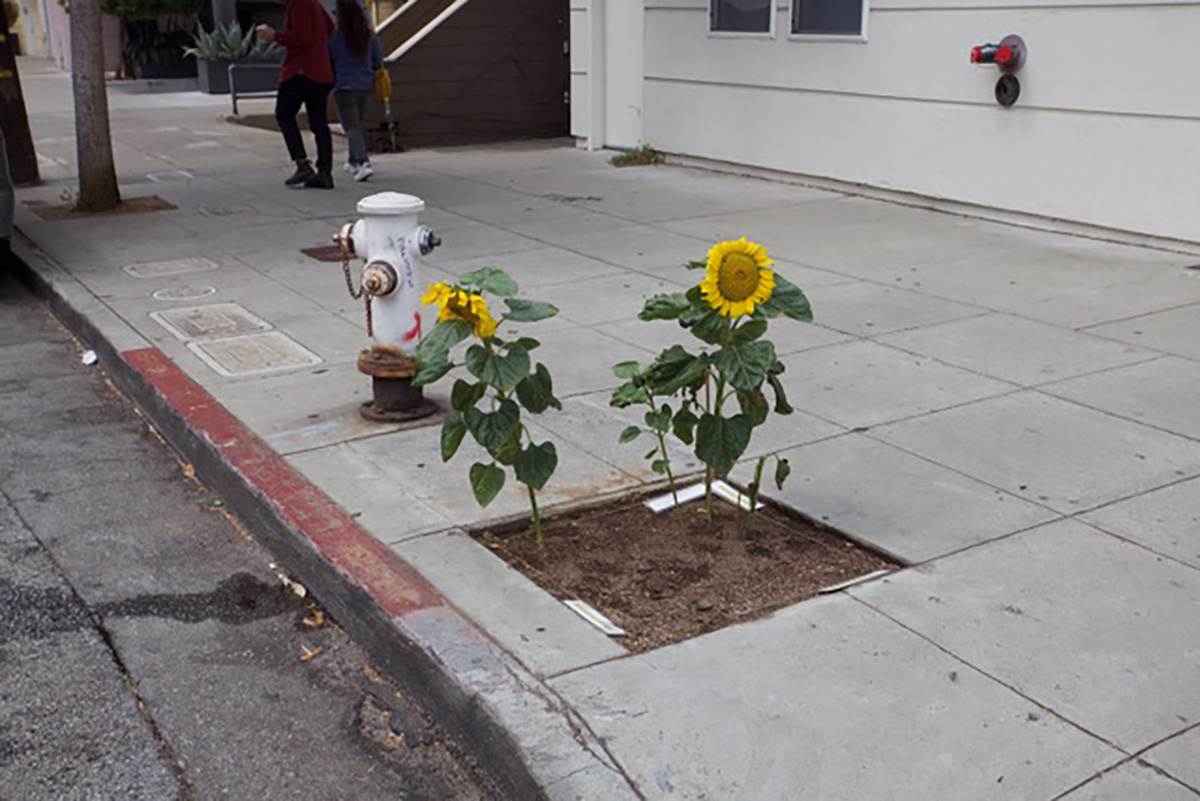 Sunflowers on 18th Street