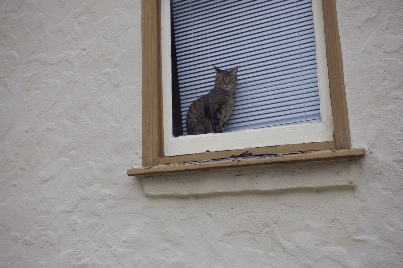 Cat in a window at Liberty Street
