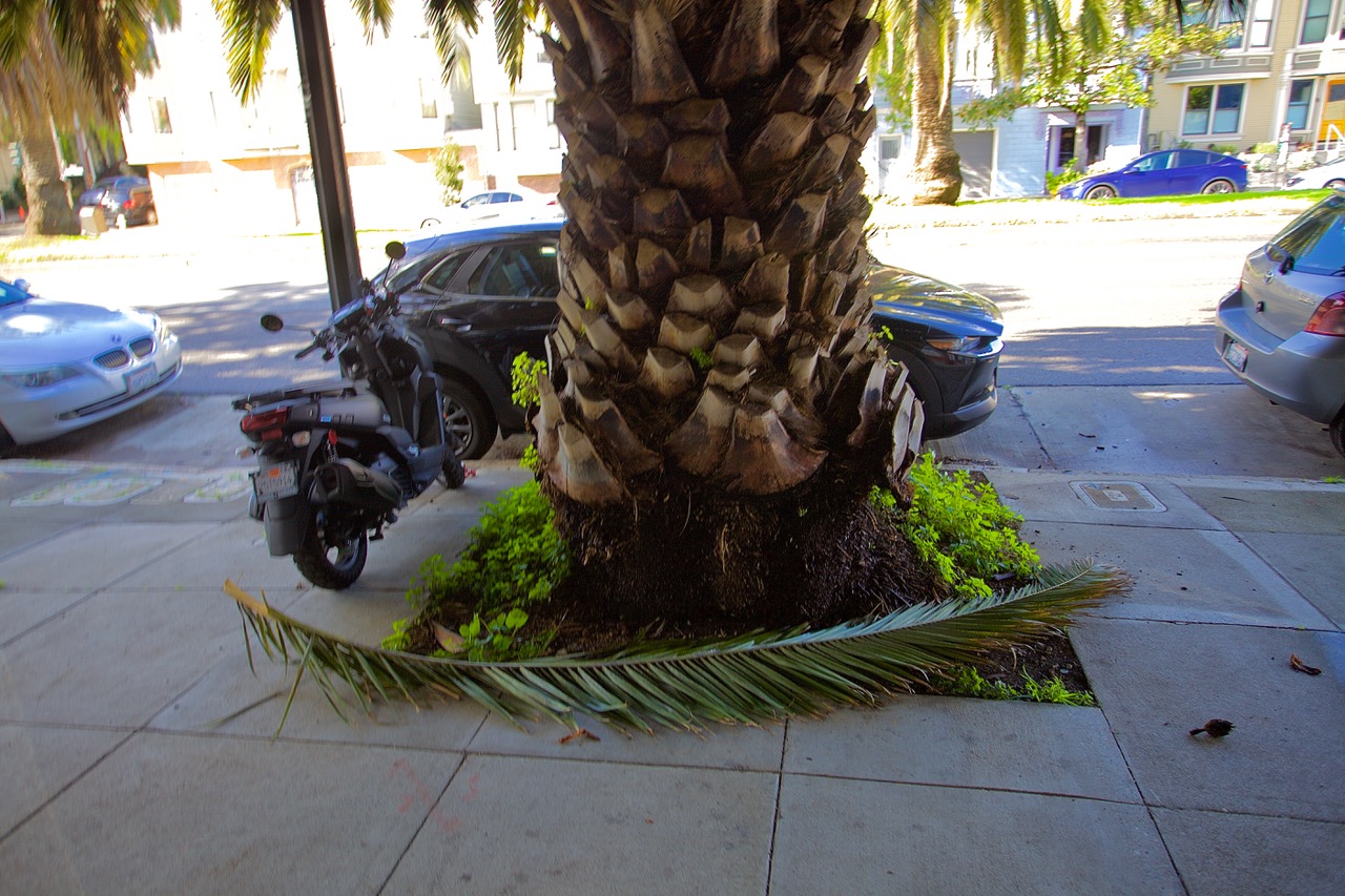 A frond at he base of a palm tree.