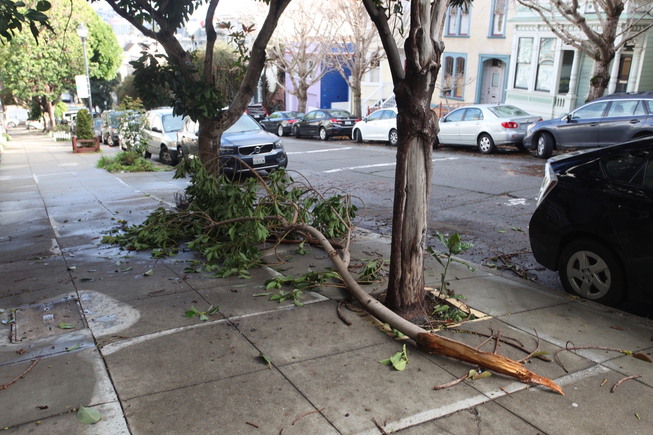 A large tree branch that has fallen on the ground.
