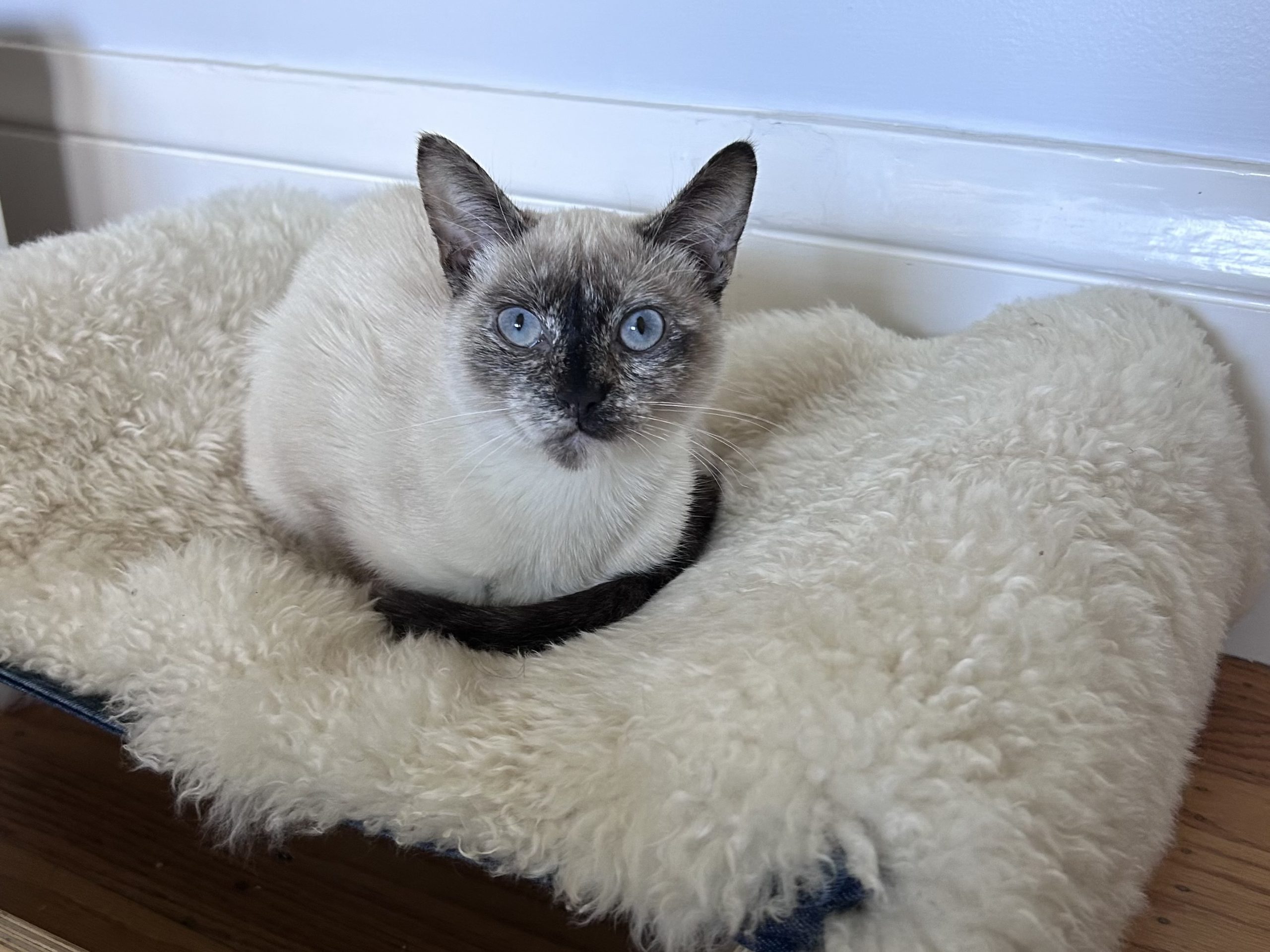 A Siamese cat with blue eyes is sitting on a fluffy white pet bed next to a white wall.